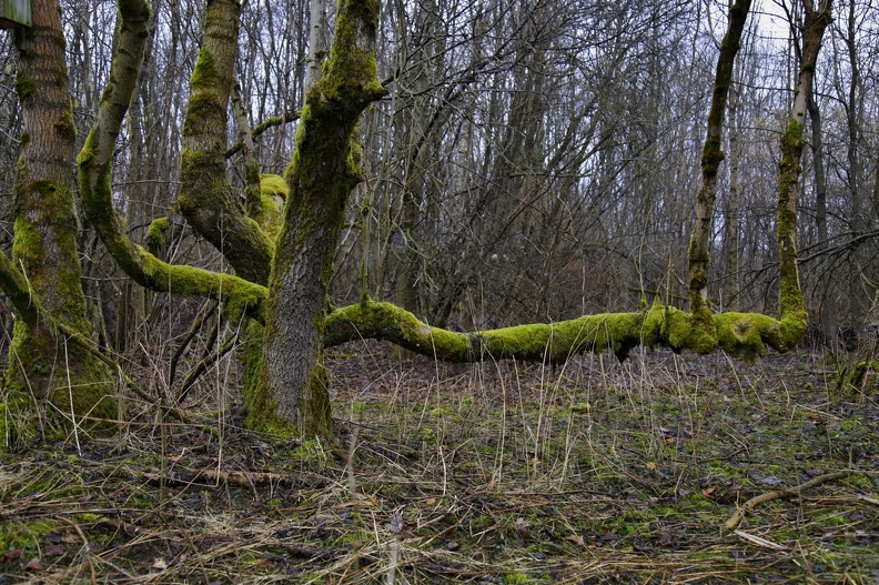 Vojenský prostor Libavá - rozpadlý kostel Jestřabí, tankový brod Čermná