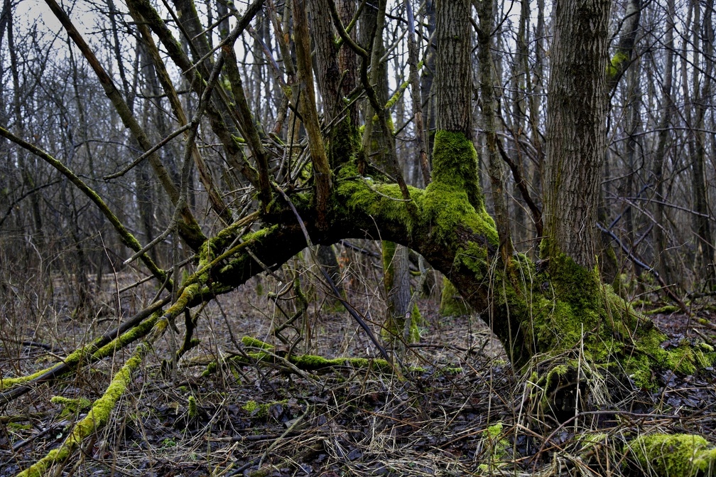 Vojenský prostor Libavá - rozpadlý kostel Jestřabí, tankový brod Čermná