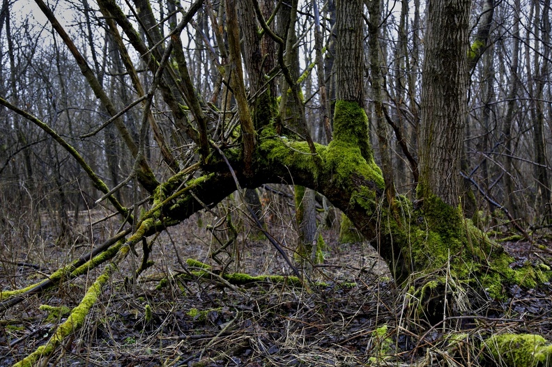 Vojenský prostor Libavá - rozpadlý kostel Jestřabí, tankový brod Čermná - _JK_1006.jpg _JK_1006.jpg