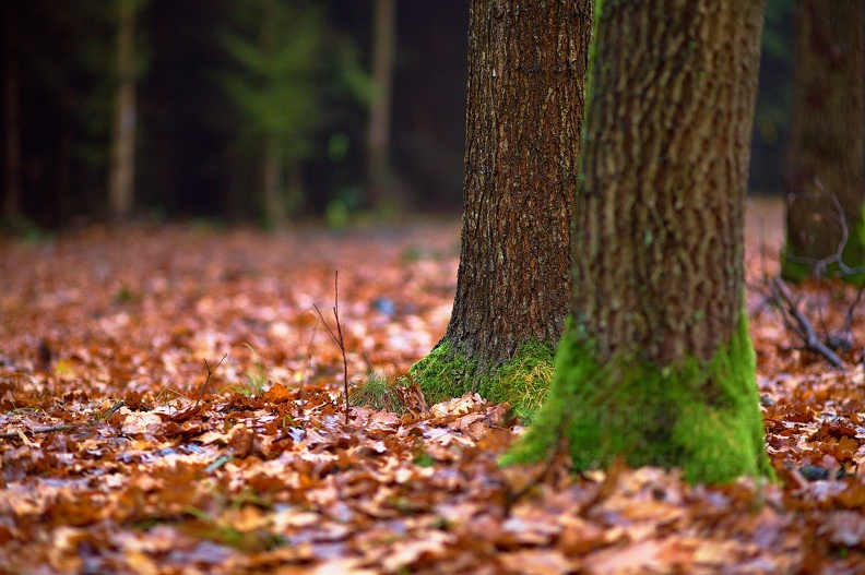 5D Mark III + Canon EF 100mm f/2,0 USM